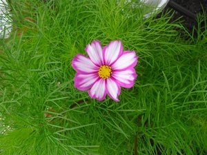 CIMG5512 (Klein).JPG