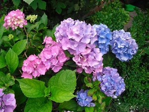 CIMG5514 (Klein).JPG