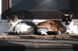 Cleo und Hobbes 2.jpg