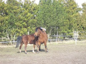 Jerry und co 003.JPG