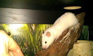 Hamsti auf Mangrove.jpg