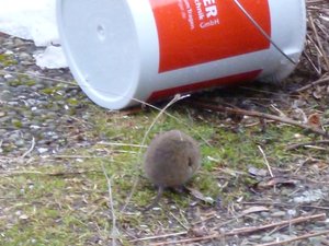 ratte von hinten.JPG