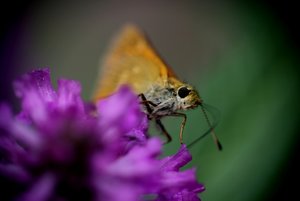 Stelzenhaus 2010 121web.jpg