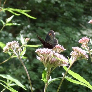 CIMG0768 - Kopie.JPG