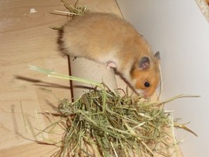 Das erste mal im auslauf! 030.JPG