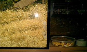 Hamsti buddelt 2.jpg