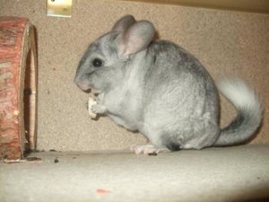 DSCF1716.jpg DSCF1716.jpg