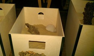 Hamsti buddelt im Auslaufsand.jpg Hamsti buddelt im Auslaufsand.jpg