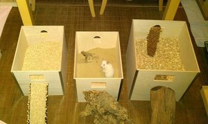 Hamstis Buddeloxen.jpg Hamstis Buddeloxen.jpg