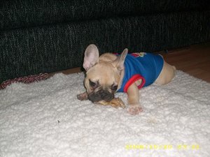 georgi mamas liebling.JPG