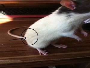 IMG_1161.JPG IMG_1161.JPG