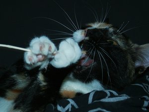 aIMG_81021 - Kopie.jpg