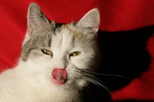 aIMG_3853 - Kopie - Kopie.jpg