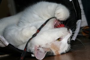 aIMG_4436 - Kopie.jpg