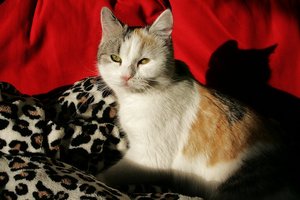 aIMG_3848 - Kopie.jpg