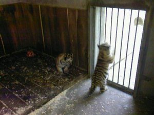 Tigerbabys2.jpg