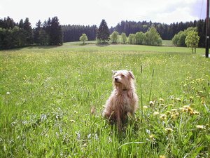 2012-03-23 Frühling 1.jpg