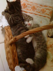 cindy tiger.jpg cindy tiger.jpg