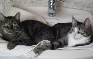 tiger cindy 2.jpg tiger cindy 2.jpg