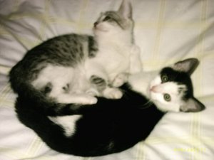 2 mäuse.jpg 2 mäuse.jpg