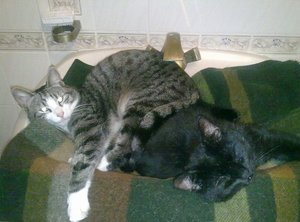 tiger timo.jpg tiger timo.jpg