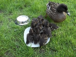 Entenfamilie.jpg