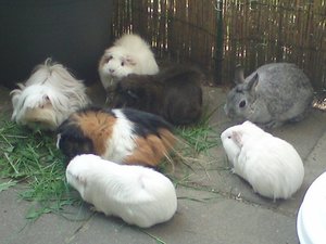 Häschen 081 (640x480).jpg