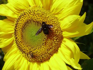 P9080025 q.jpg P9080025 q.jpg