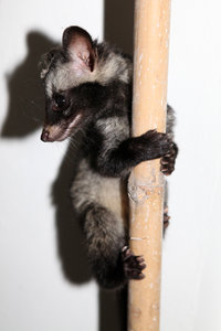Civet1k.jpg