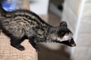Civet2k.jpg