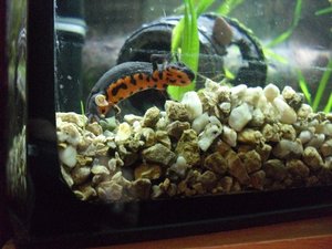 Cynops Orientalis (71).JPG