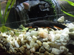 Cynops Orientalis (64).JPG