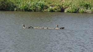 Kleiner 11.jpg Kleiner 11.jpg