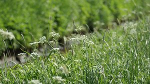 Kleiner 12.jpg Kleiner 12.jpg