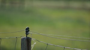 Kleiner 13.jpg Kleiner 13.jpg