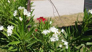 Kleiner 15.jpg Kleiner 15.jpg