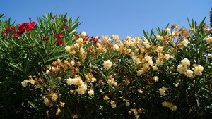 Kleiner 17.jpg Kleiner 17.jpg