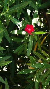 Kleiner 18.jpg Kleiner 18.jpg