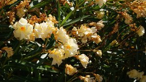 Kleiner 19.jpg Kleiner 19.jpg