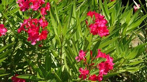 Kleiner 20.jpg Kleiner 20.jpg