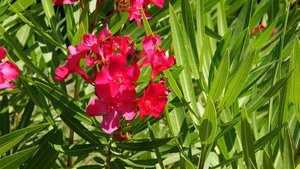 Kleiner 21.jpg Kleiner 21.jpg