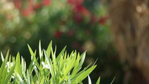 Kleiner 23.jpg Kleiner 23.jpg