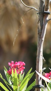 Kleiner 24.jpg Kleiner 24.jpg