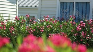 Kleiner 27.jpg Kleiner 27.jpg