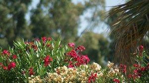 Kleiner 29.jpg Kleiner 29.jpg