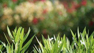 Kleiner 30.jpg Kleiner 30.jpg