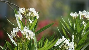 Kleiner 31.jpg Kleiner 31.jpg