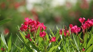 Kleiner 33.jpg Kleiner 33.jpg