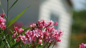 Kleiner 34.jpg Kleiner 34.jpg