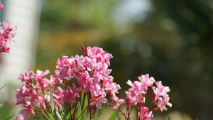 Kleiner 35.jpg Kleiner 35.jpg